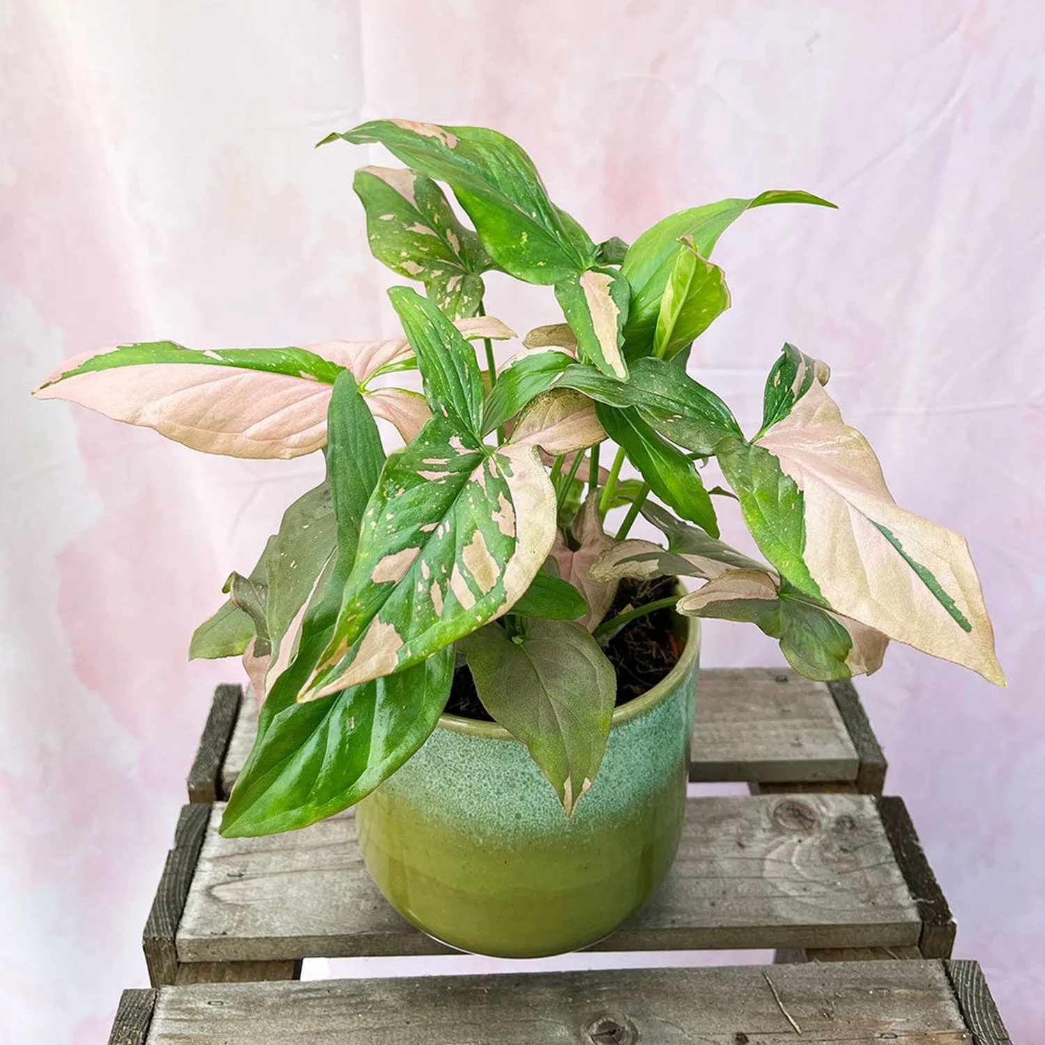 20 - 35cm Syngonium Pink Splash Arrowhead Plant 12cm Pot House Plant