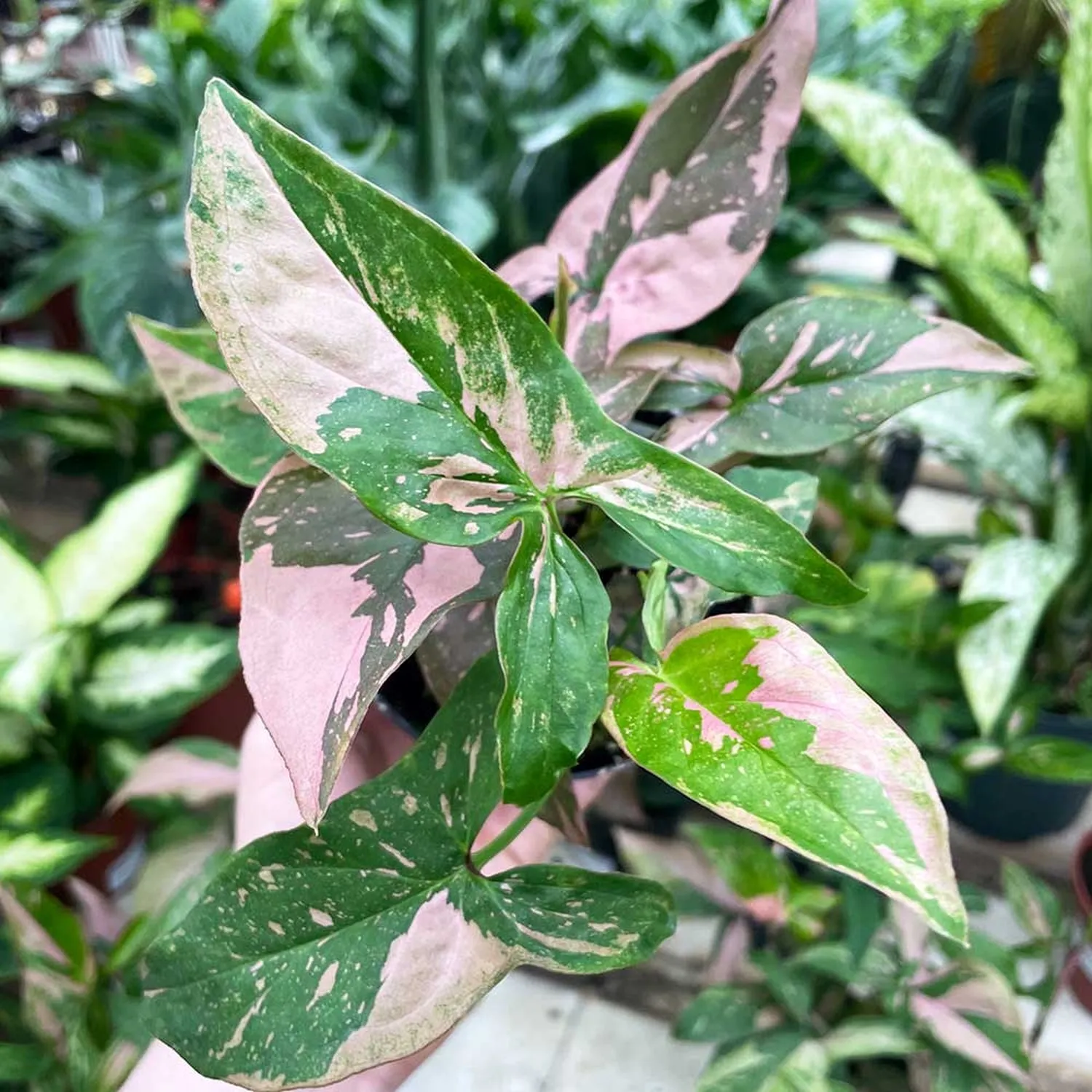 20 - 35cm Syngonium Pink Splash Arrowhead Plant 12cm Pot House Plant