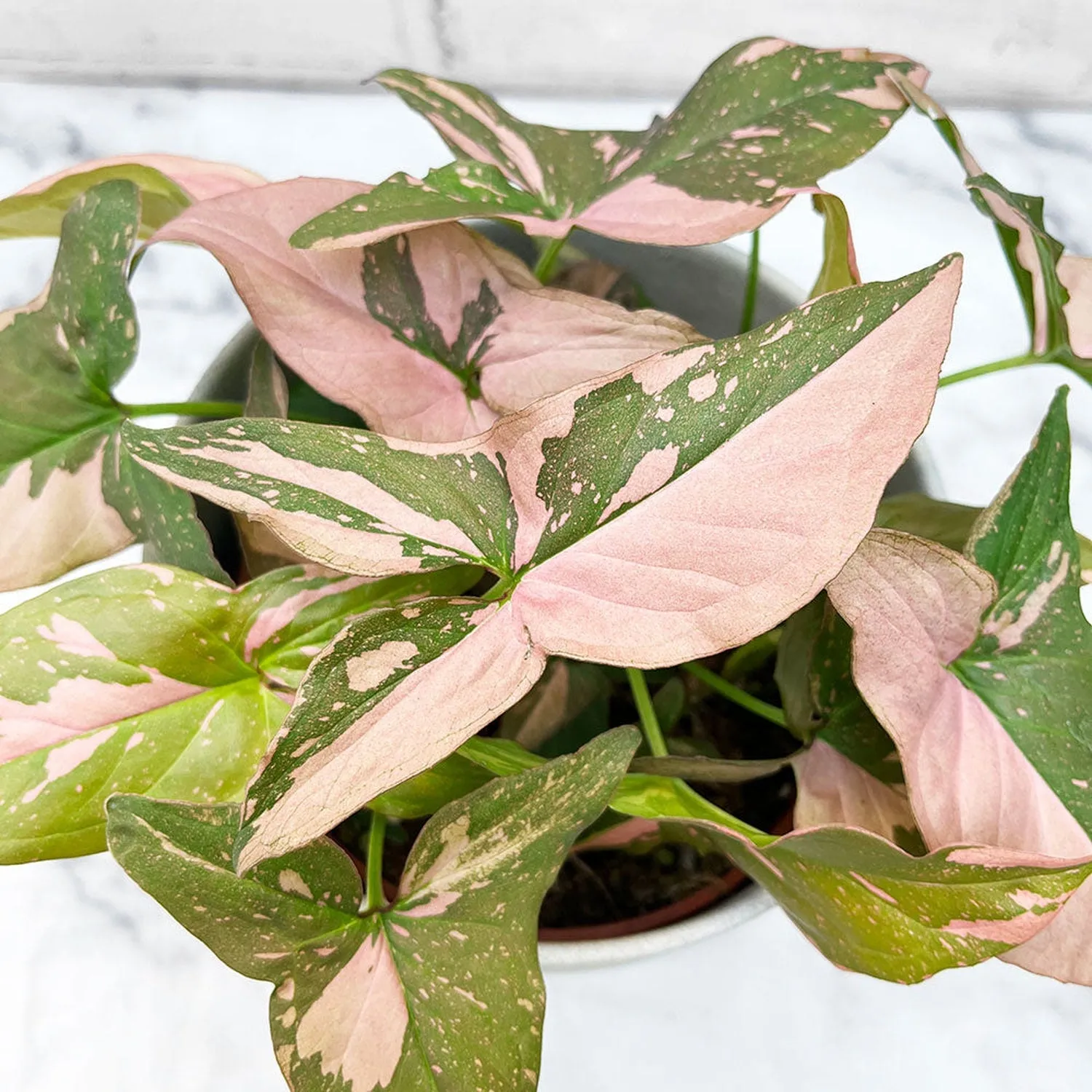 20 - 35cm Syngonium Pink Splash Arrowhead Plant 12cm Pot House Plant