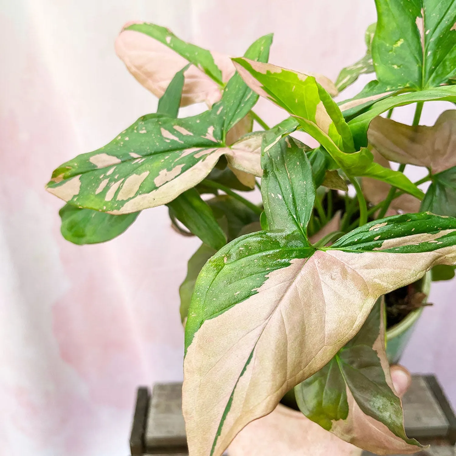 20 - 35cm Syngonium Pink Splash Arrowhead Plant 12cm Pot House Plant