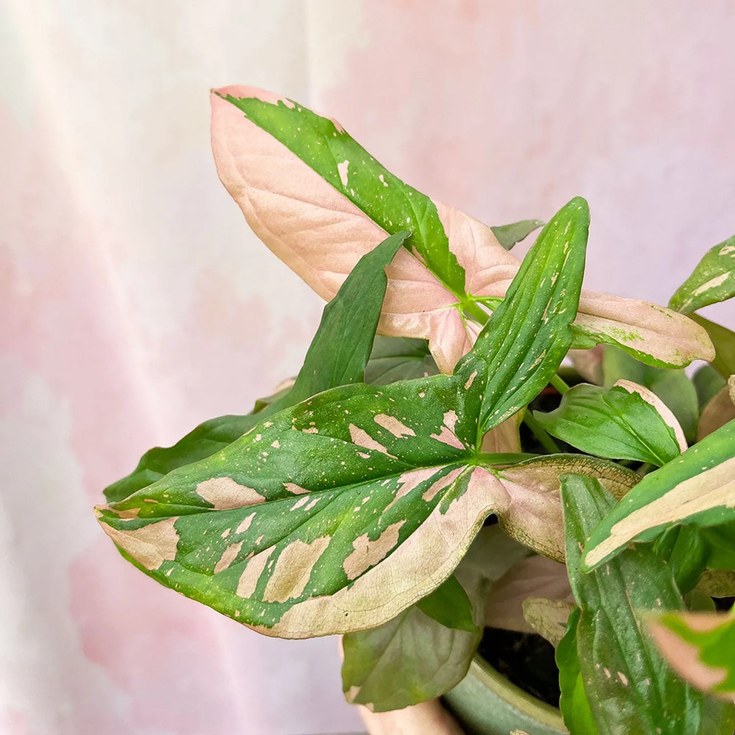 20 - 35cm Syngonium Pink Splash Arrowhead Plant 12cm Pot House Plant