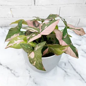 20 - 35cm Syngonium Pink Splash Arrowhead Plant 12cm Pot House Plant