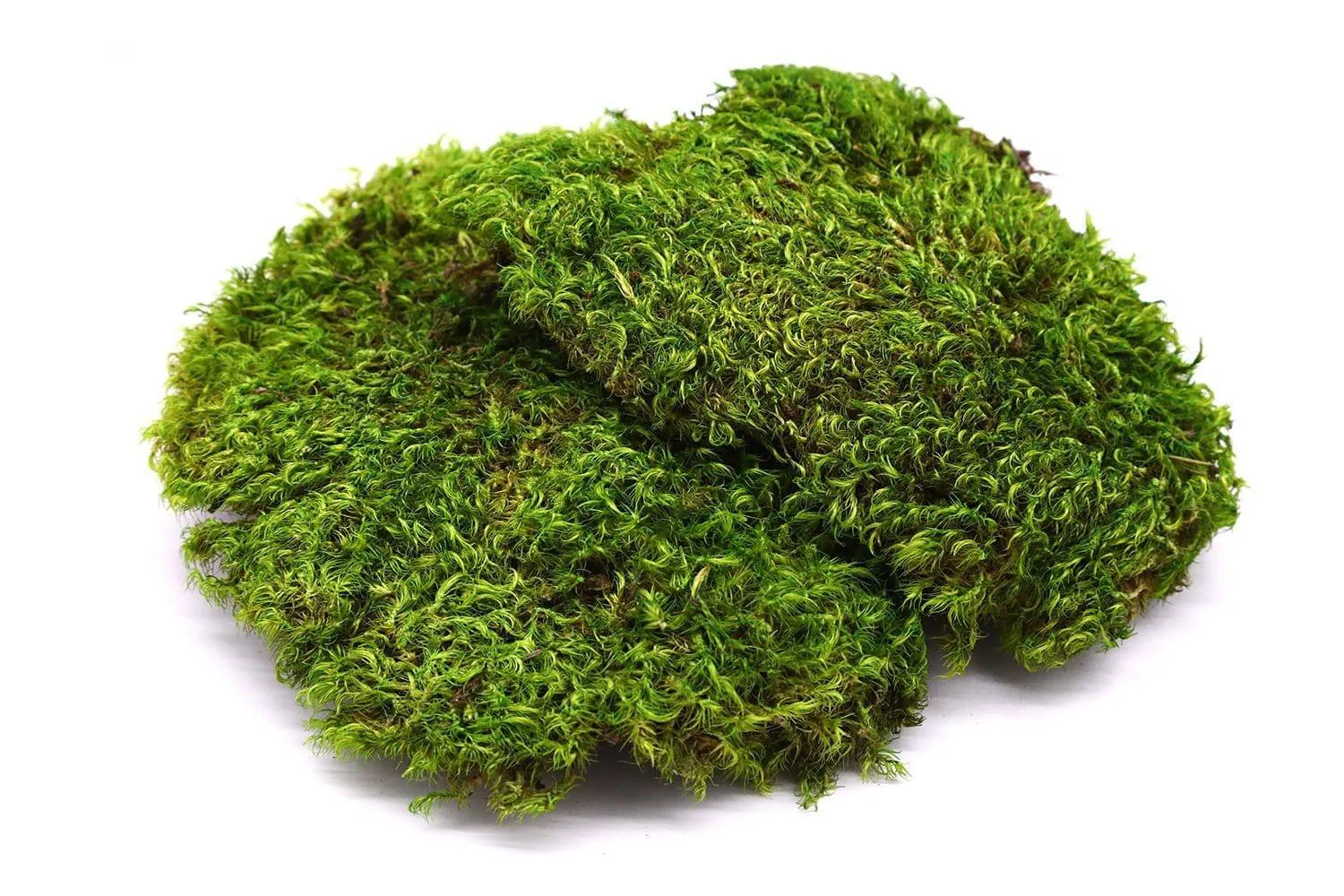 Preserved Mood and Pillow Moss Wall Art