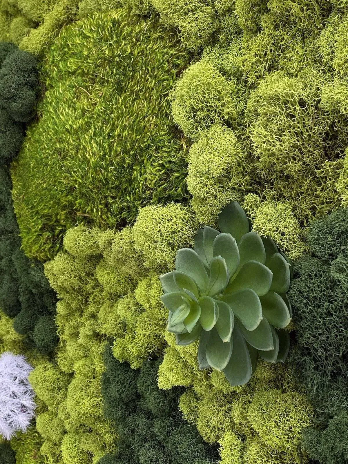Preserved Mood and Pillow Moss Wall Art