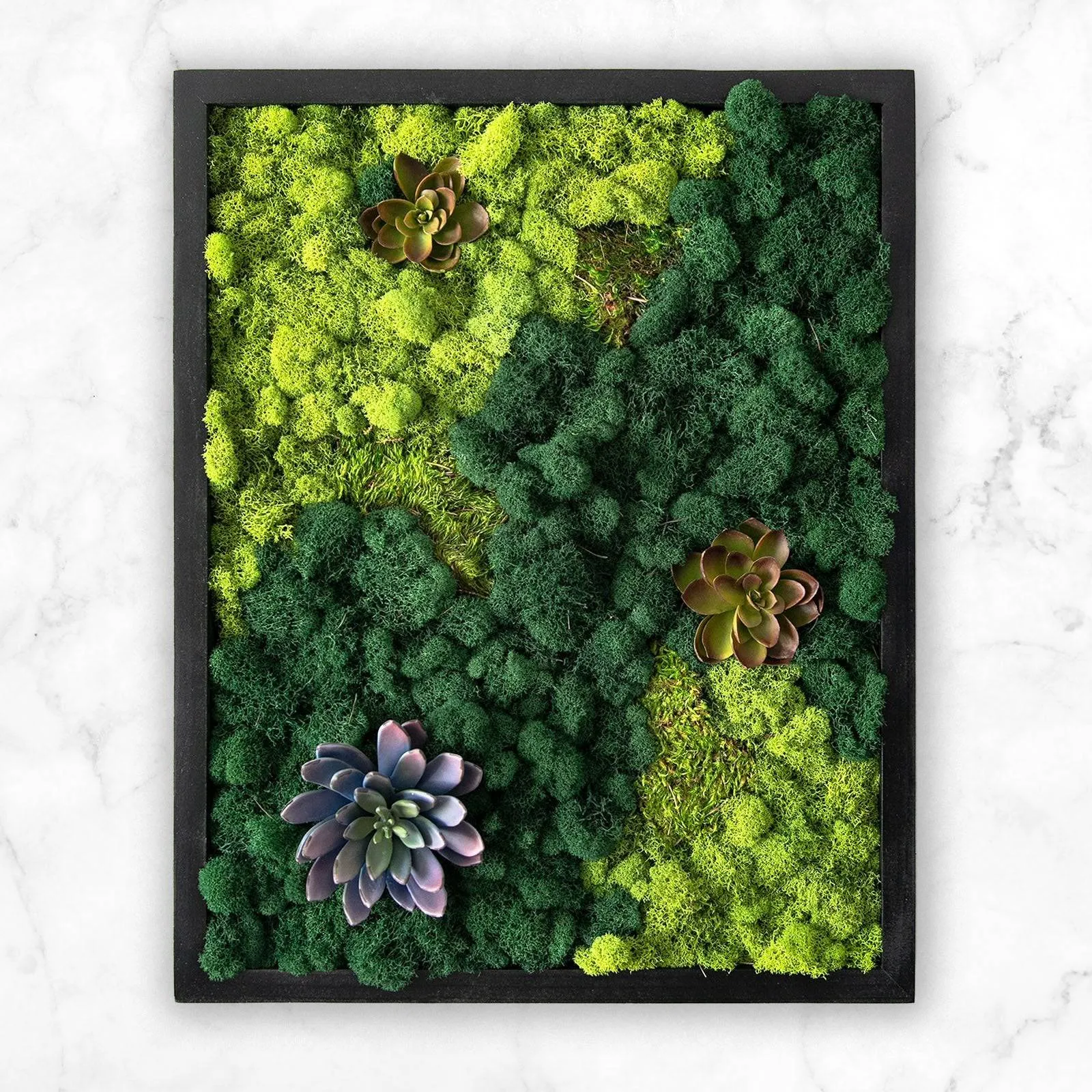 Preserved Mood and Pillow Moss Wall Art