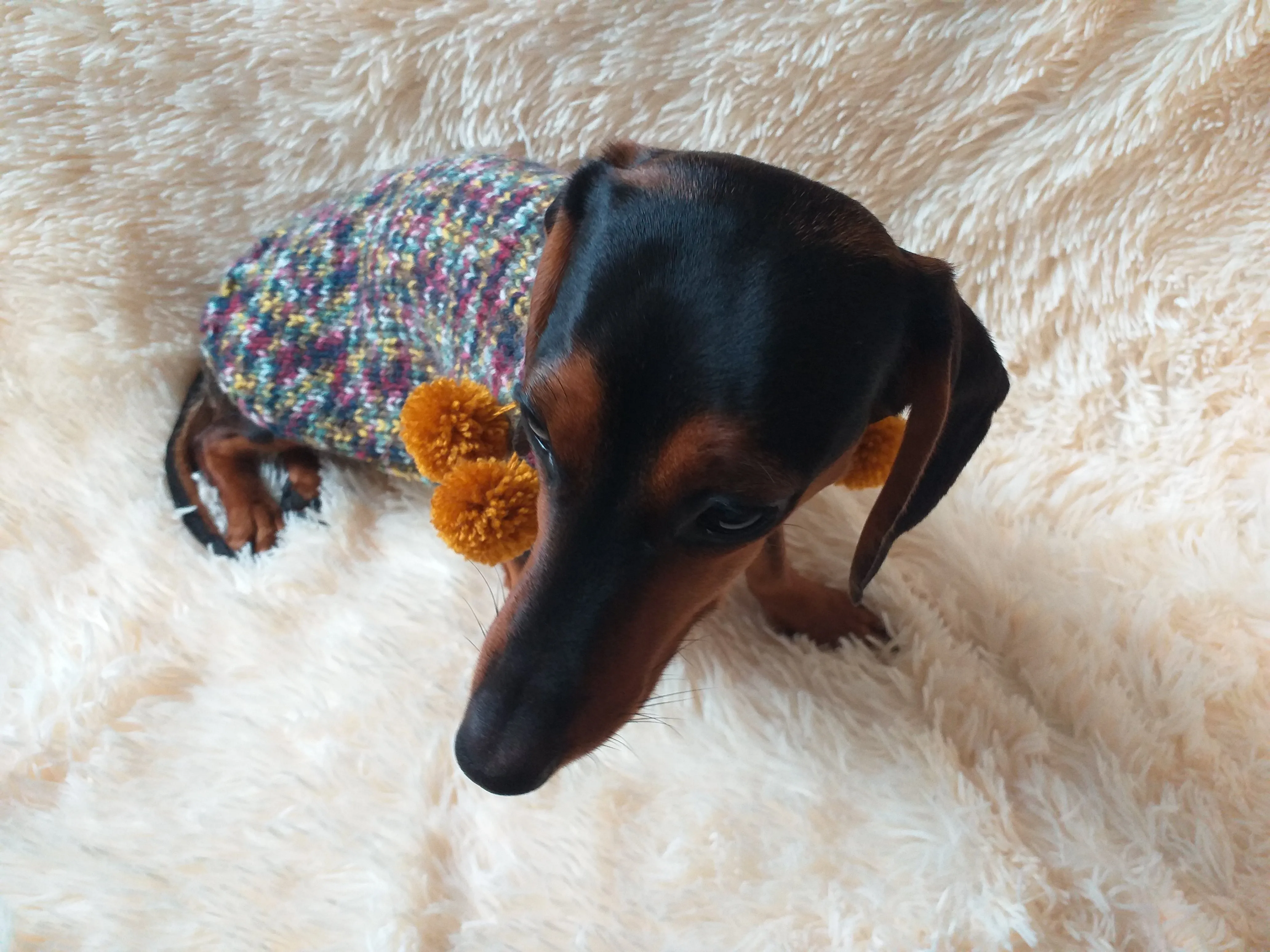 Wool dog jumper with pom poms