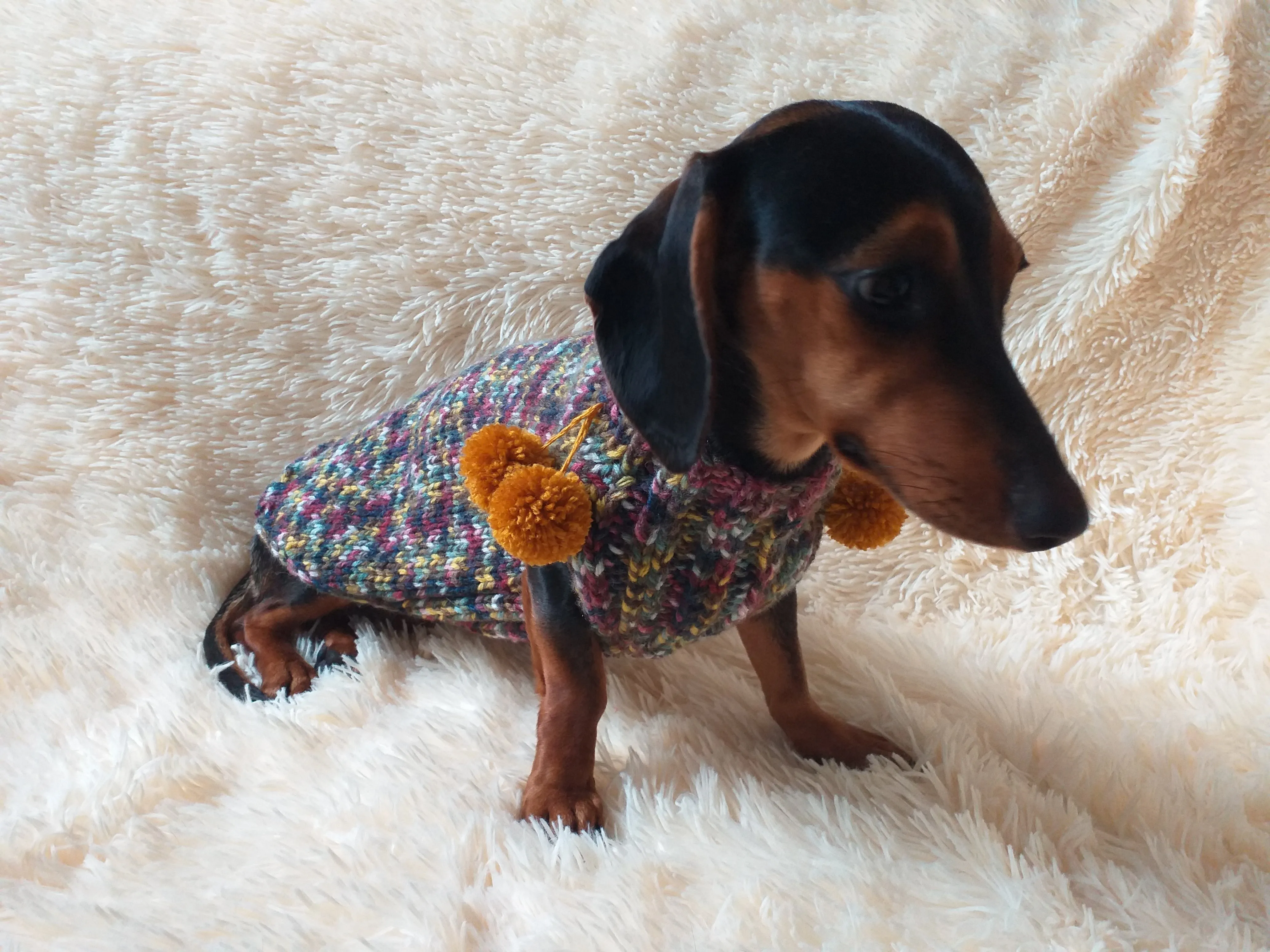 Wool dog jumper with pom poms