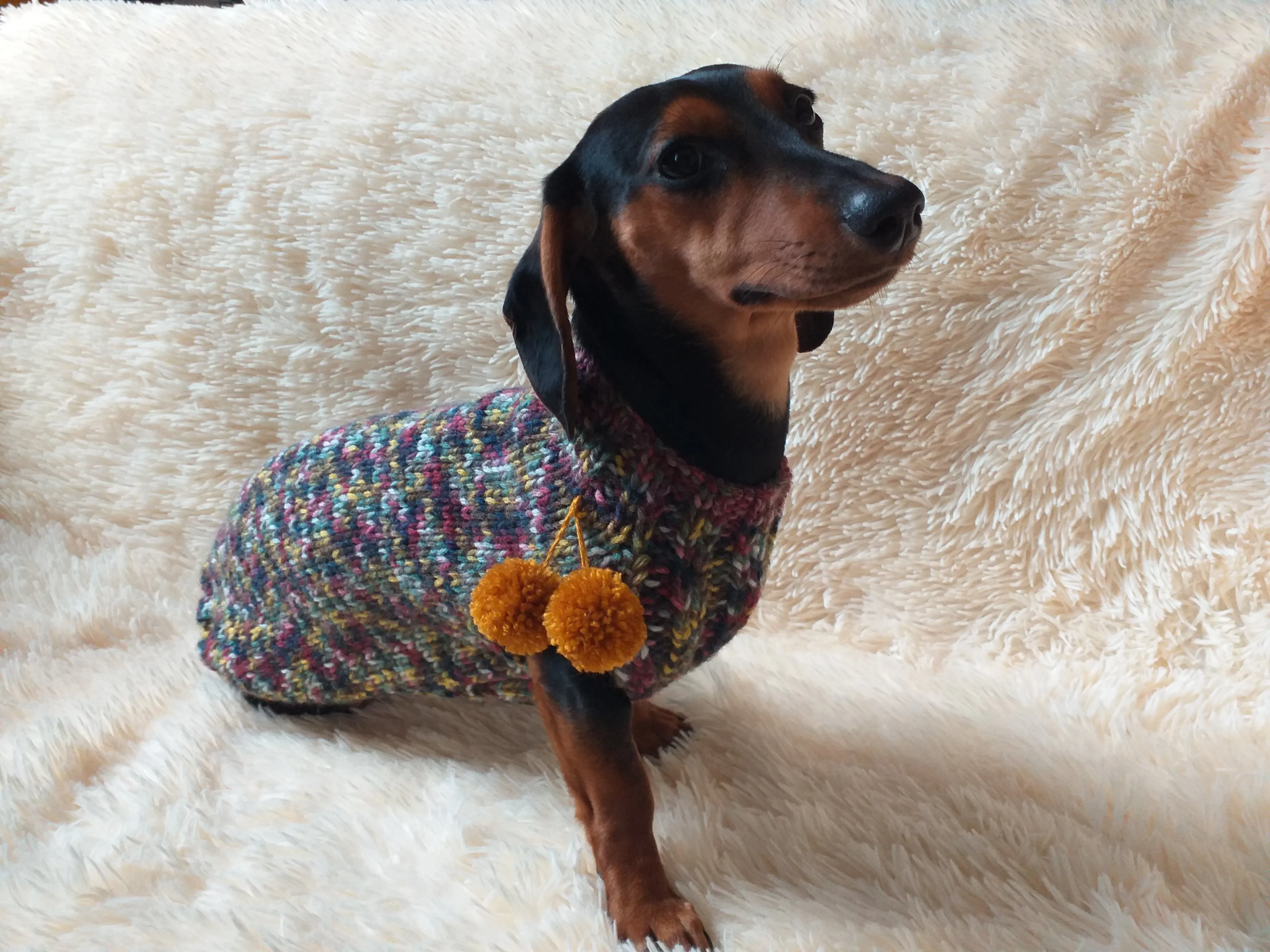Wool dog jumper with pom poms